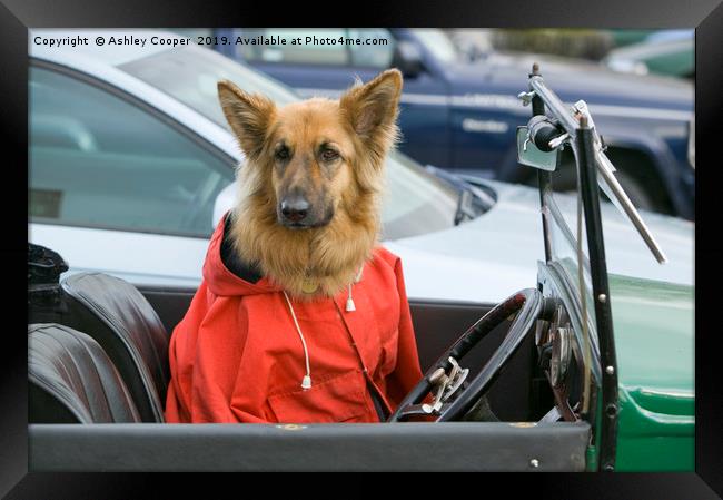 Dog driver. Framed Print by Ashley Cooper