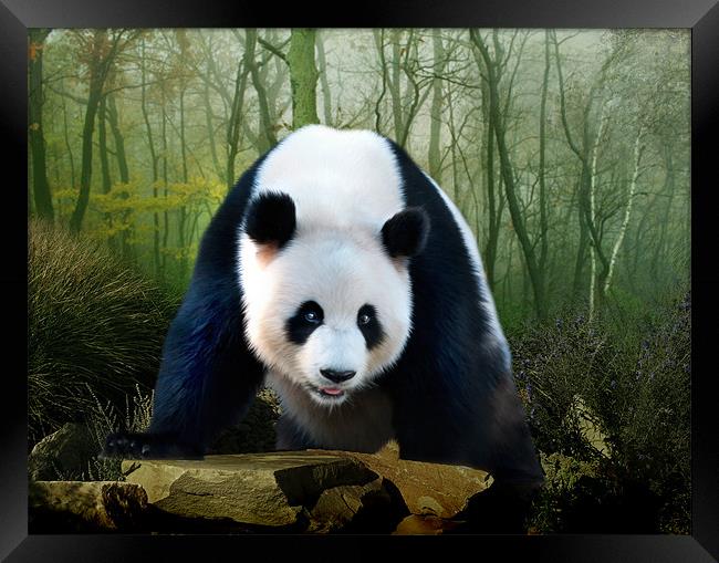 Giant Panda Framed Print by Julie Hoddinott