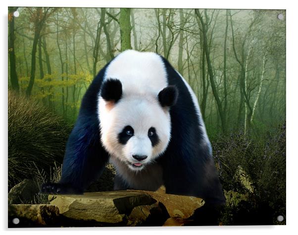 Giant Panda Acrylic by Julie Hoddinott