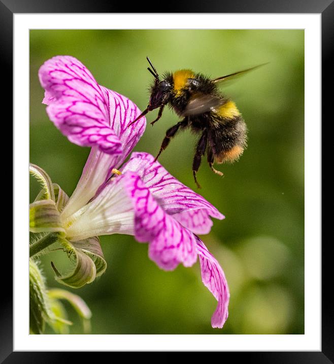 Busy Bee. Framed Mounted Print by Ian Taylor