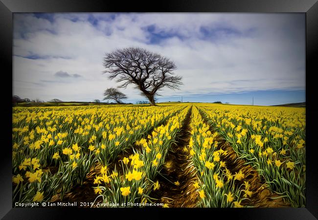 Daffodil Field Framed Print by Ian Mitchell