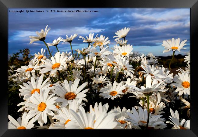 English Wild Flowers - Ox-eye Daisies Framed Print by Jim Jones