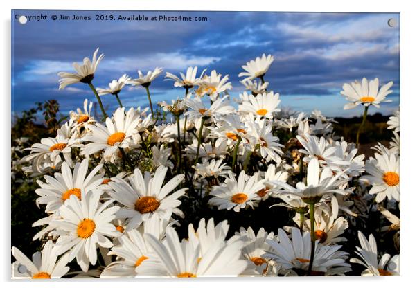 English Wild Flowers - Ox-eye Daisies Acrylic by Jim Jones