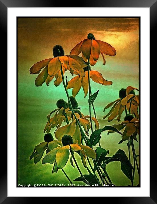 "Gold on Gold" Framed Mounted Print by ROS RIDLEY