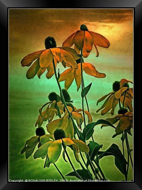 "Gold on Gold" Framed Print by ROS RIDLEY