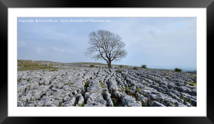The Lone Tree Malham Framed Mounted Print by Diana Mower
