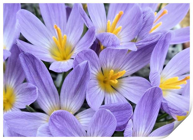 Crocuses Print by Nicola Hawkes