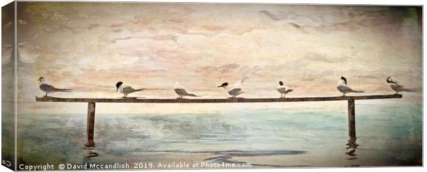 Seven Terns                                Canvas Print by David Mccandlish
