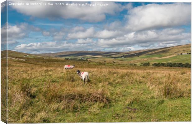 Into Harwood, Upper Teesdale, September 2019  Canvas Print by Richard Laidler