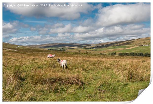 Into Harwood, Upper Teesdale, September 2019  Print by Richard Laidler