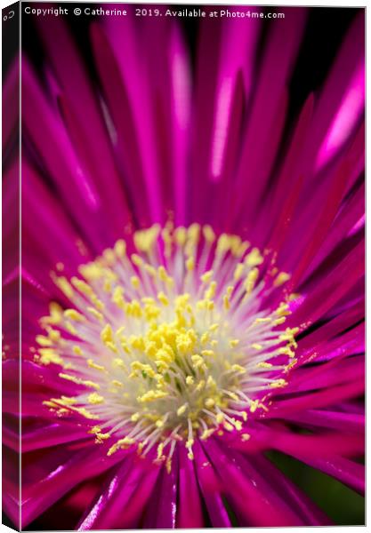 Macro shot of a single ice plant flower Canvas Print by Rocklights 