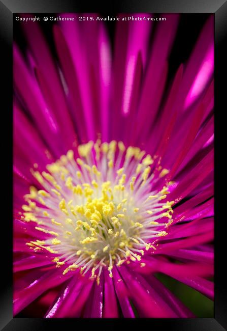 Macro shot of a single ice plant flower Framed Print by Rocklights 