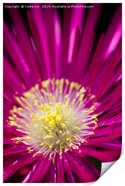 Macro shot of a single ice plant flower Print by Rocklights 