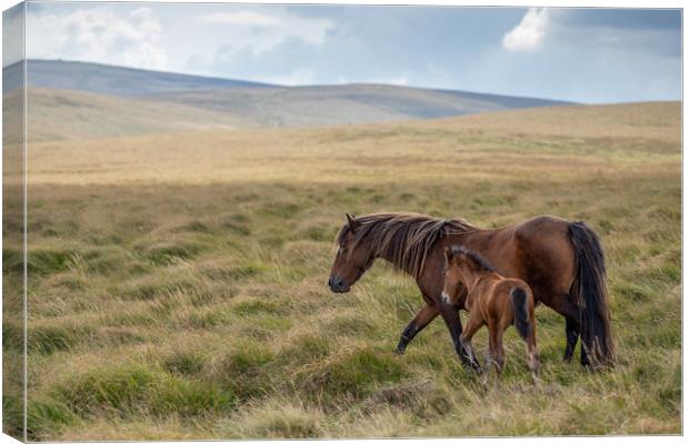 Mare and Foal on Dartmoor Canvas Print by Images of Devon