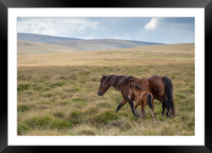 Mare and Foal on Dartmoor Framed Mounted Print by Images of Devon
