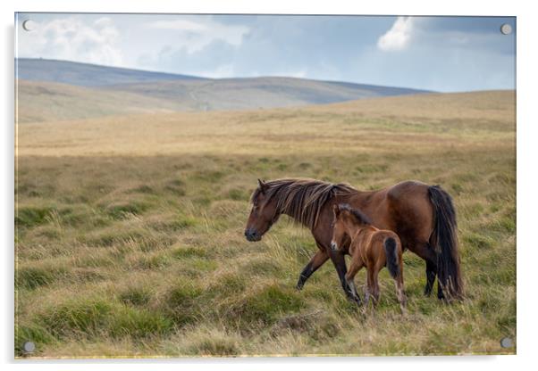 Mare and Foal on Dartmoor Acrylic by Images of Devon