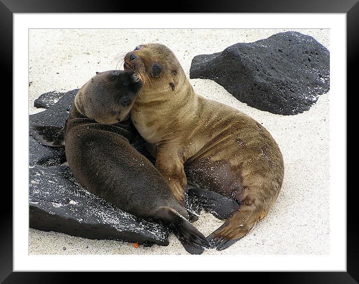 A Pair of Sea Lion Pups Framed Mounted Print by tim bowron