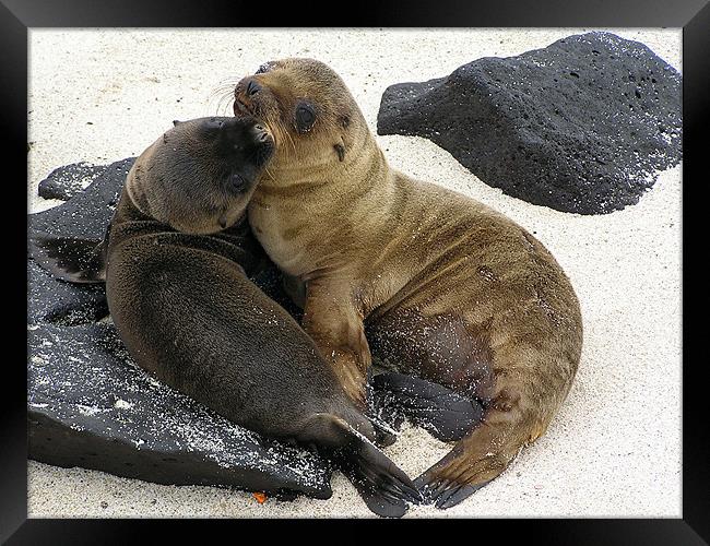 A Pair of Sea Lion Pups Framed Print by tim bowron
