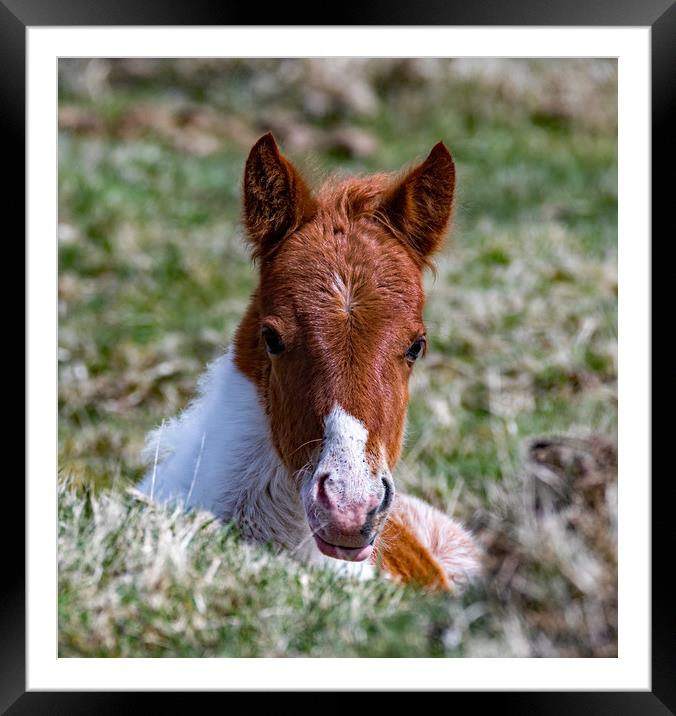 Moorland Pony Foal. Framed Mounted Print by Ian Taylor