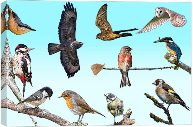 A collection of native British birds Canvas Print by Donna Joyce