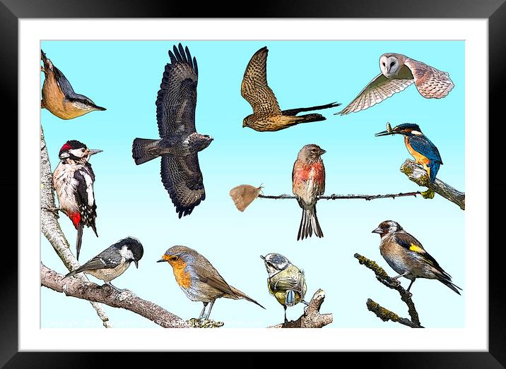 A collection of native British birds Framed Mounted Print by Donna Joyce