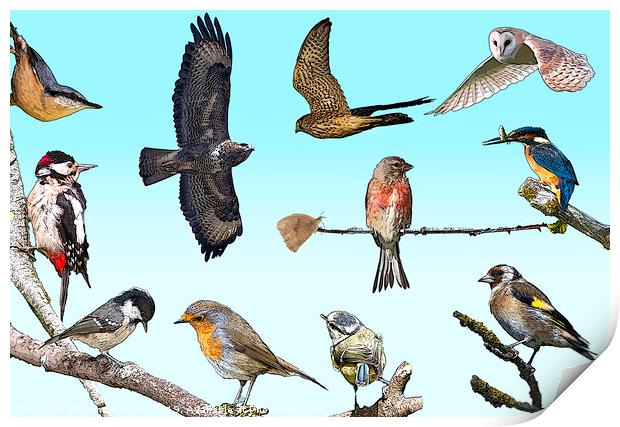 A collection of native British birds Print by Donna Joyce
