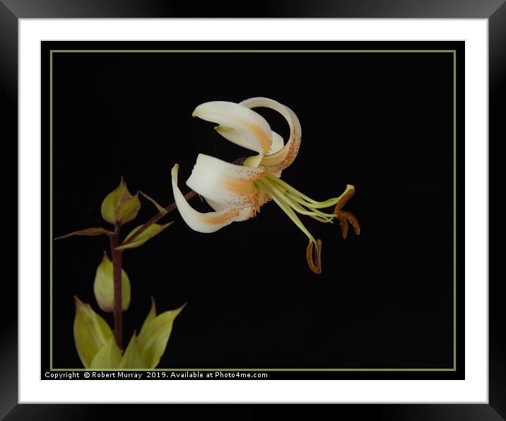 Lily "Lady Alice" Framed Mounted Print by Robert Murray