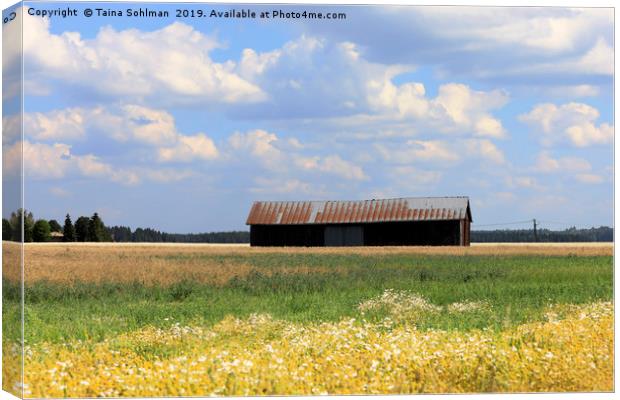 Summer  Country Landscape  Canvas Print by Taina Sohlman