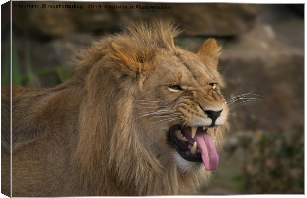 Young Lion Showing His Teeth Canvas Print by rawshutterbug 
