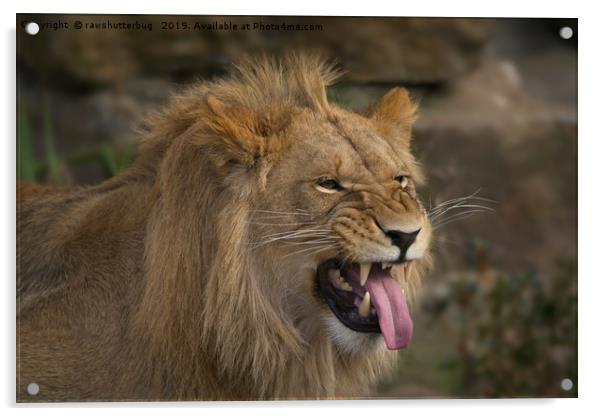 Young Lion Showing His Teeth Acrylic by rawshutterbug 