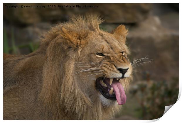 Young Lion Showing His Teeth Print by rawshutterbug 