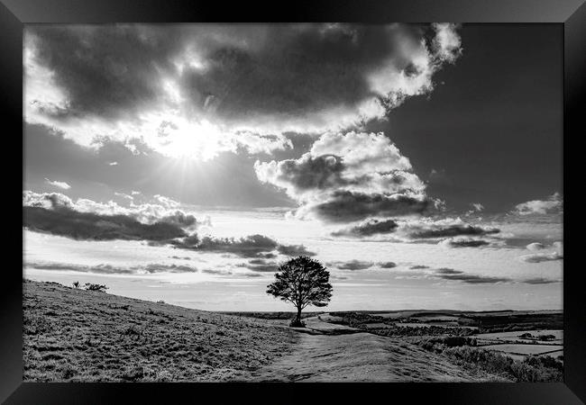 Lone Seat and Tree with a View Framed Print by Malcolm McHugh