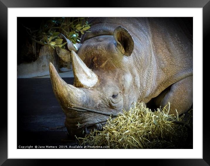 Nap Time Framed Mounted Print by Jane Metters