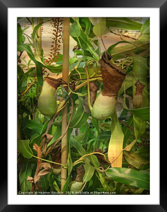 Nepenthe - Pitcher Plant Framed Mounted Print by Heather Goodwin
