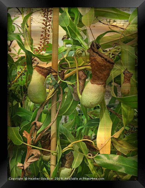 Nepenthe - Pitcher Plant Framed Print by Heather Goodwin