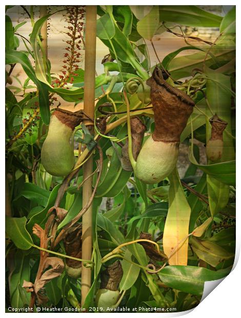 Nepenthe - Pitcher Plant Print by Heather Goodwin
