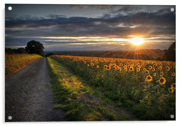 Sun rays & Sunflowers  Acrylic by Jon Fixter