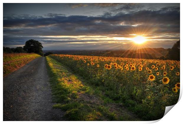Sun rays & Sunflowers  Print by Jon Fixter