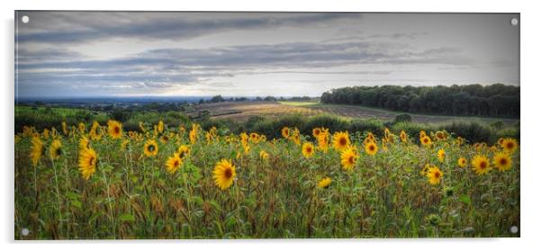 Full of Sunflowers  Acrylic by Jon Fixter