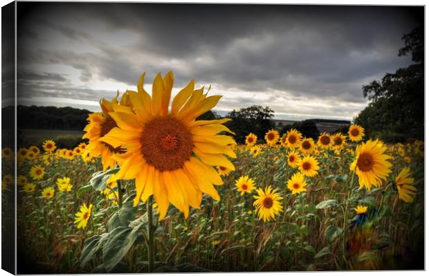 Full of Sunflowers  Canvas Print by Jon Fixter