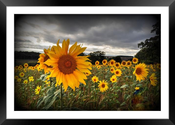 Full of Sunflowers  Framed Mounted Print by Jon Fixter