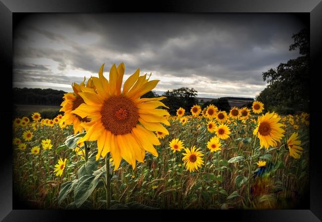 Full of Sunflowers  Framed Print by Jon Fixter