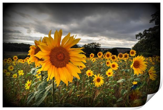 Full of Sunflowers  Print by Jon Fixter