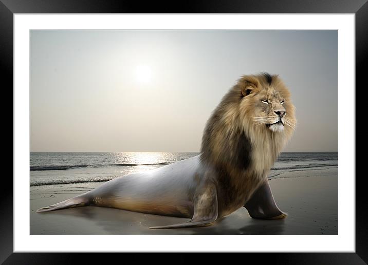 Sea-Lion Framed Mounted Print by Julie Hoddinott