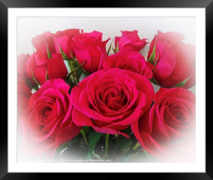 Red Roses  Framed Mounted Print by Jane Metters
