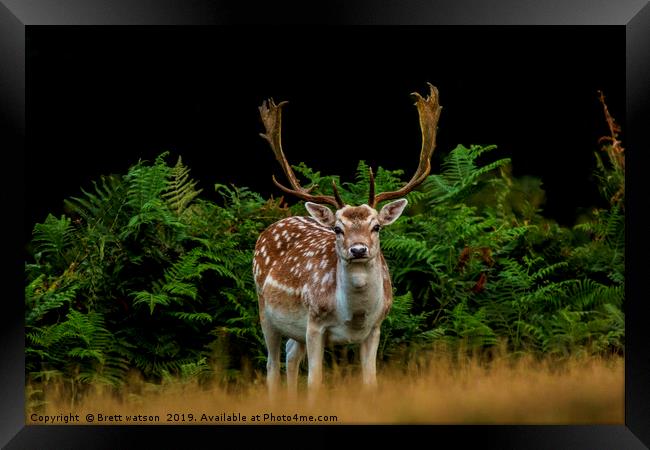 A  Male Fallow Deer Framed Print by Brett watson