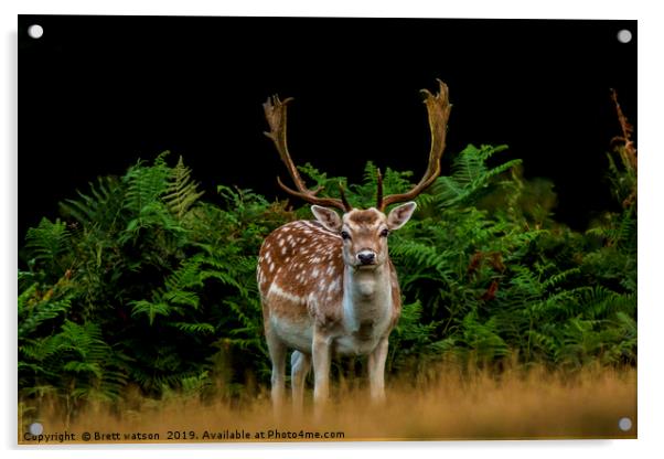 A  Male Fallow Deer Acrylic by Brett watson