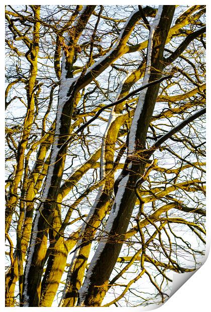 Winter Entanglement Print by Peter Smith