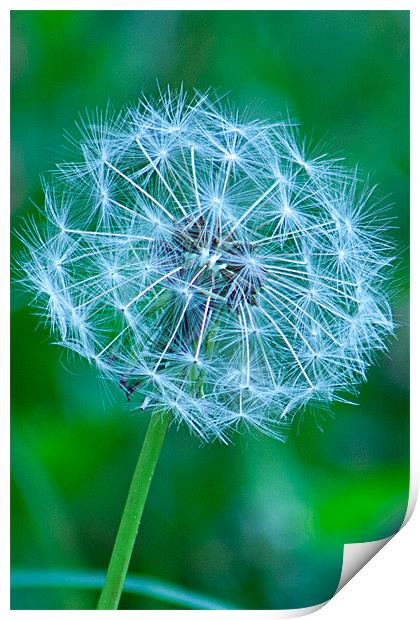 Dandelion-1 Print by Brian Beckett