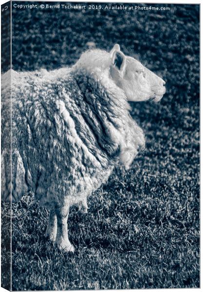 Noble Sheep, Portrait, England, UK  Canvas Print by Bernd Tschakert